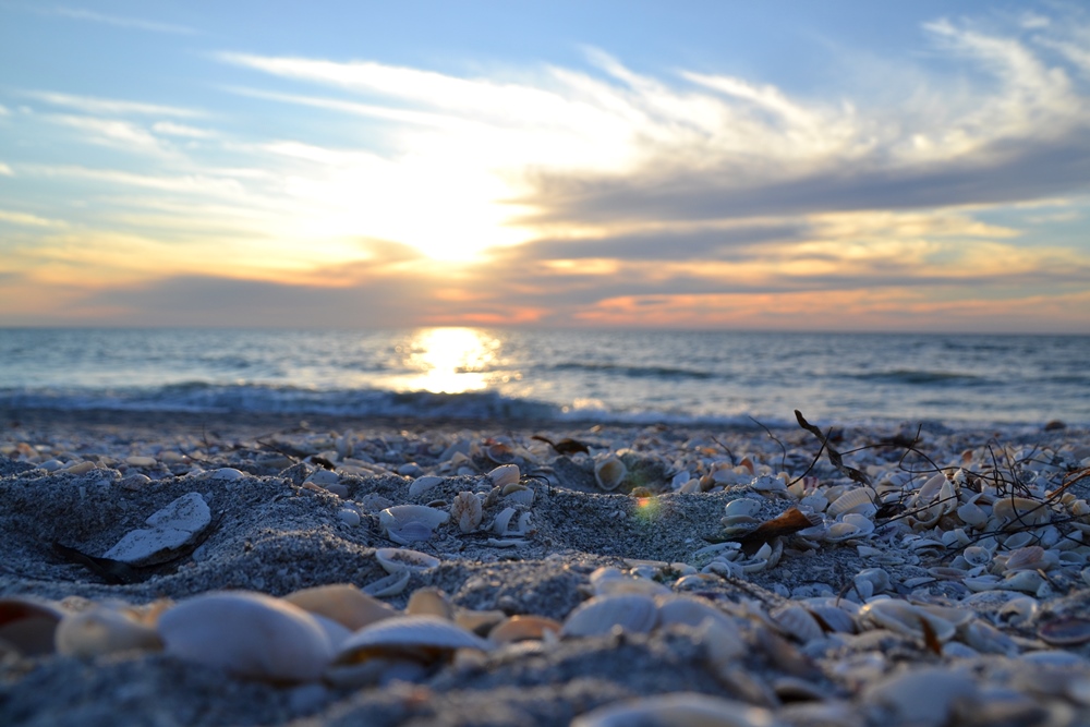 40 Photos Of Sanibel Island Florida Thousands Of Exotic Shells Line The Beach Boomsbeat