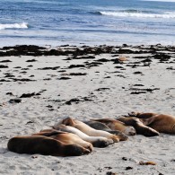 Australian Sea Lions tanning on the beach, Kangaroo Island