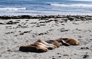 Australian Sea Lions tanning on the beach, Kangaroo Island
