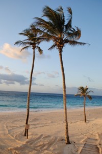 Waving palms at Elbow Beach Bermuda