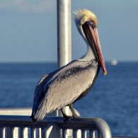 Pelican at Cedar Key Fishing Pier