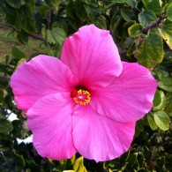 Hibiscus Flower